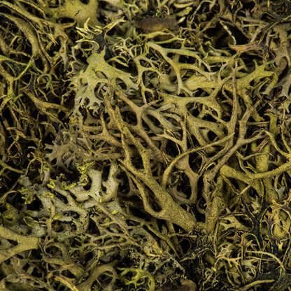 Vickerman Tray Moss Green Moss Wolf Lichen - 8-9 oz Preserved