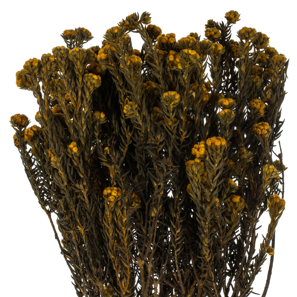 Vickerman 16-22" Aspen Gold Cotton Phylica Flower 4-5 oz Bundle Preserved