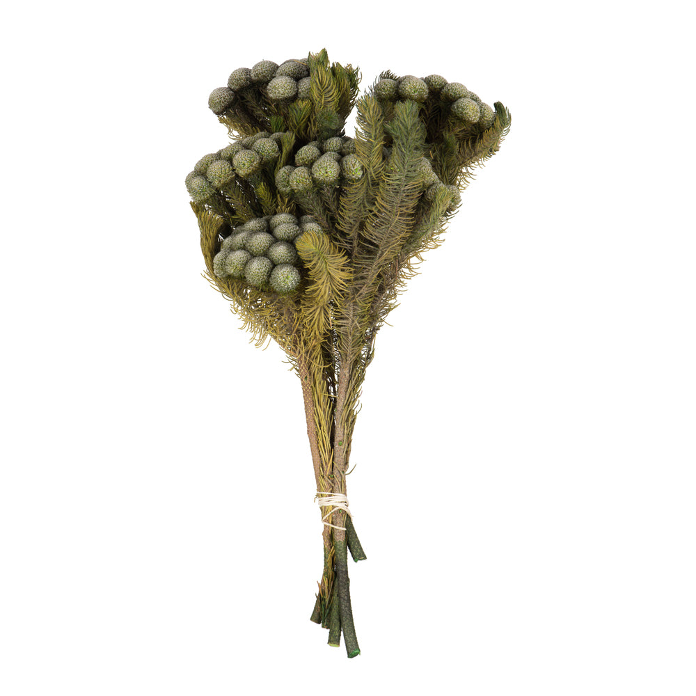 Vickerman 12-16" Natural Green Brunia 4 oz Bundle Preserved