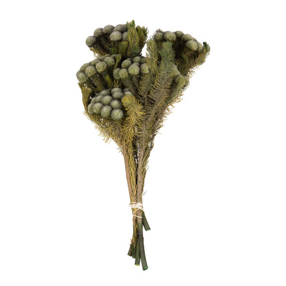 Vickerman 12-16" Natural Green Brunia 4 oz Bundle Preserved