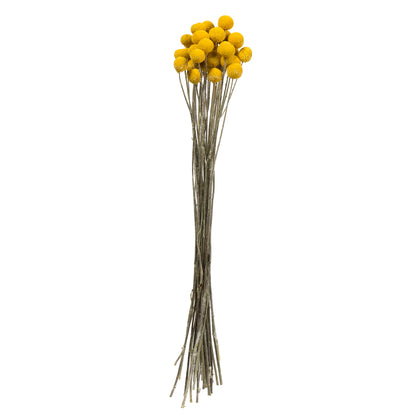 Vickerman 16-18" Yellow Billy Buttons. 25-30 stem bundle Dried