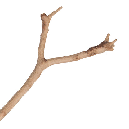 Vickerman Manzanita Tree Sand Blasted 24" Dried