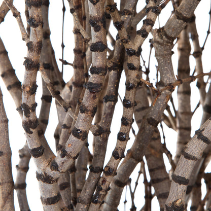 Vickerman 36" Tigerwood bundle 25 stems per Bundle  Dried