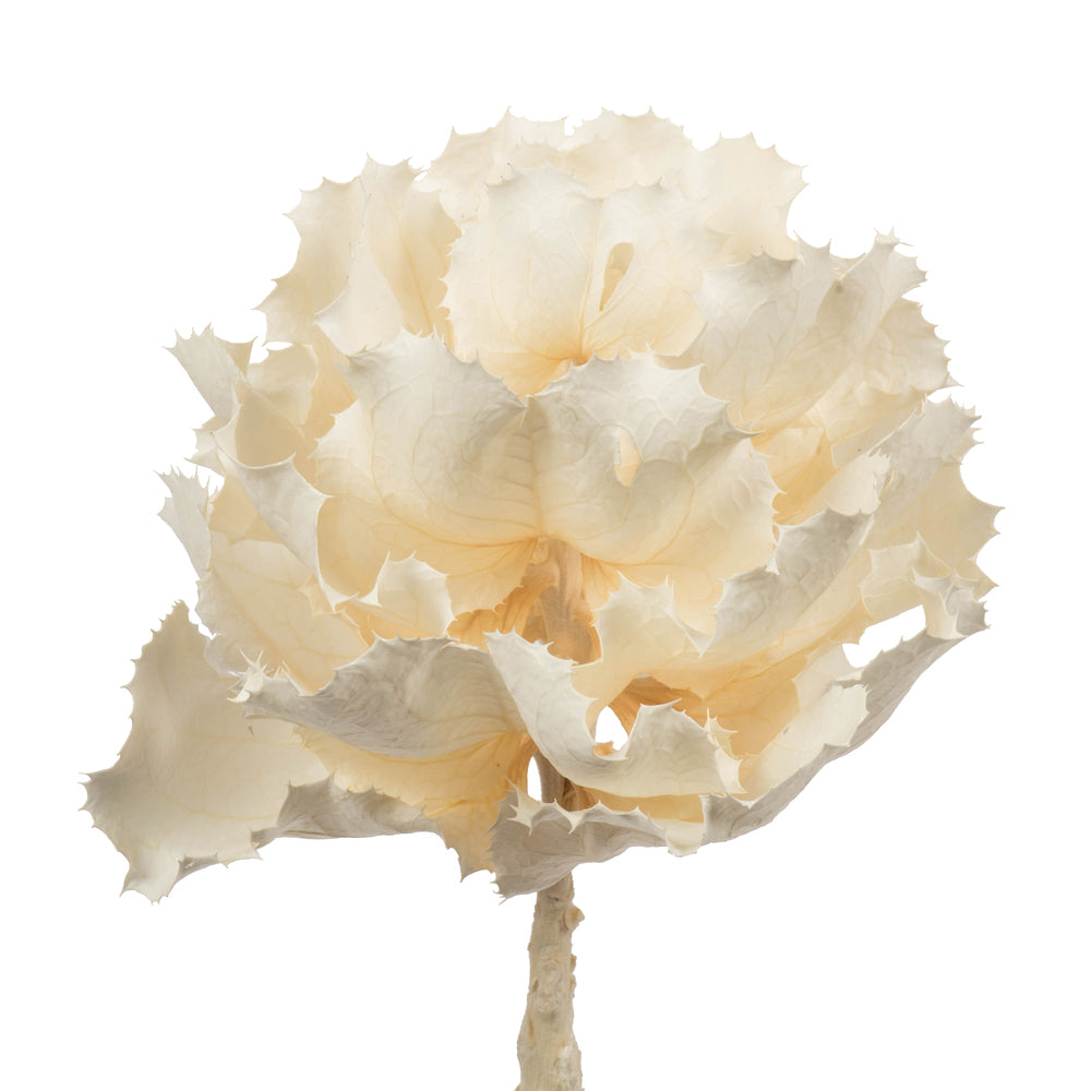 Vickerman 8" flower Bleached Queen Flower 1 stem Dried
