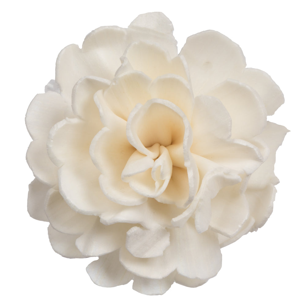 Vickerman Natural Botanicals 1.6"/2.4"/3.2" Assorted Natural Dried Camellia Sola Flower Head 24/bag.