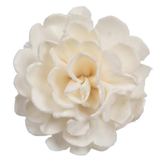 Vickerman Natural Botanicals 1.6"/2.4"/3.2" Assorted Natural Dried Camellia Sola Flower Head 24/bag.