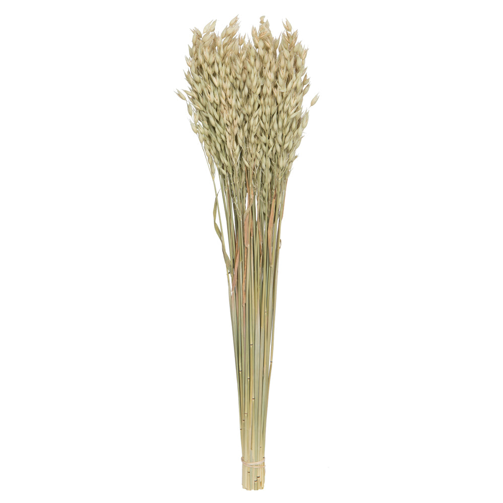 Vickerman Natural Botanicals 24-26" Natural Dried Avena Oats 4 oz Bunch