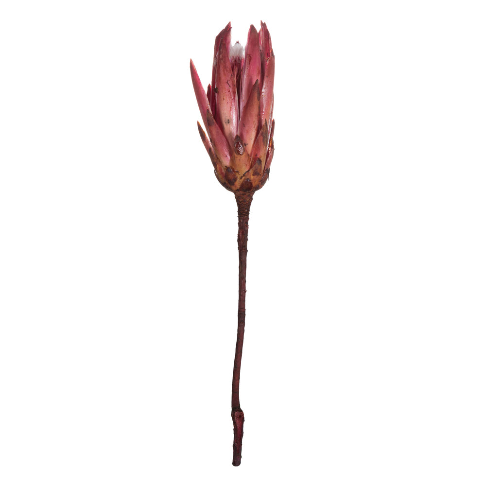 Vickerman 14" Erica Pink Repens on a Natural Stem.  Includes 6 Stems per Bundle Dried