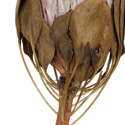 Vickerman 11-13" Blush King Protea Stem Includes 2 per Pack Dried