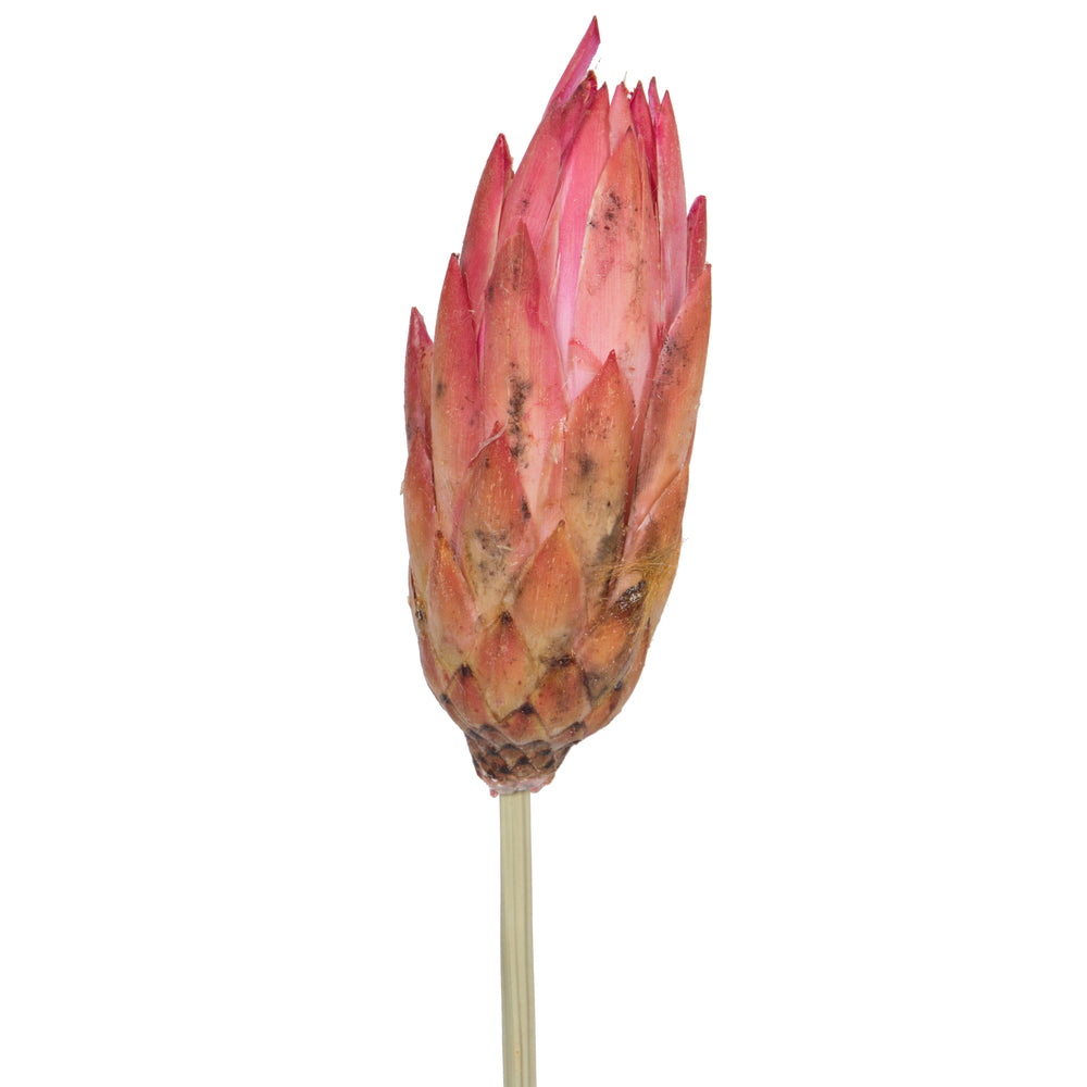 Vickerman 18-24" Erica Pink Repens Head attached to a Reed Stem. Includes 20 Stems comes Dried.