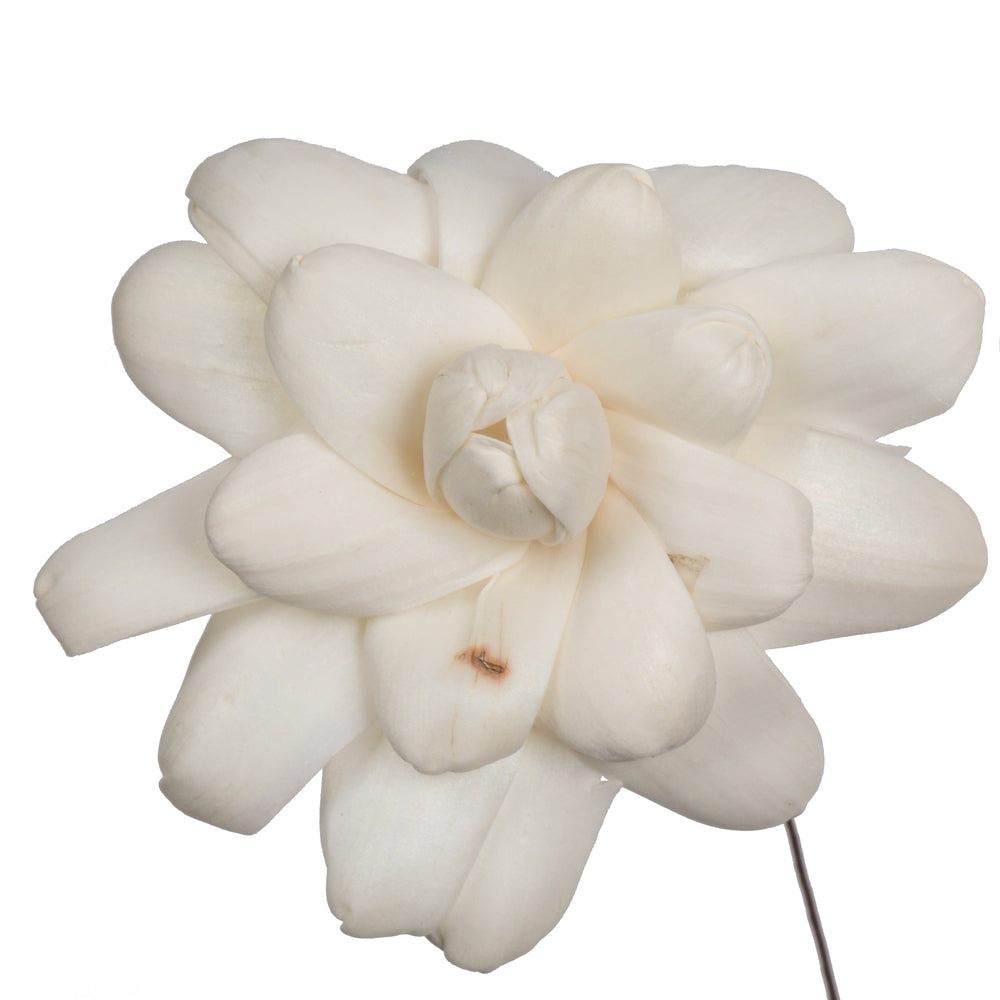 Vickerman Natural Botanicals 4" Eleanor Sola Flower on 12" Stem - 12 stems/bag. Dried and preserved.