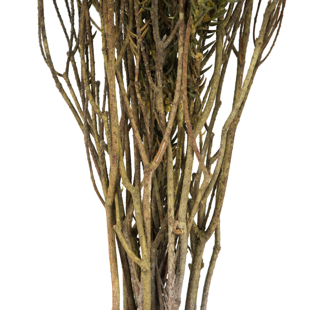 Vickerman 16-22" Yellow Cotton Phylica Flower 4-5 oz Bundle Preserved