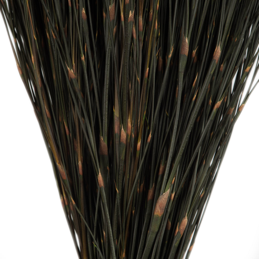 Vickerman 15-20" Natural Bell Male short 5 oz Preserved