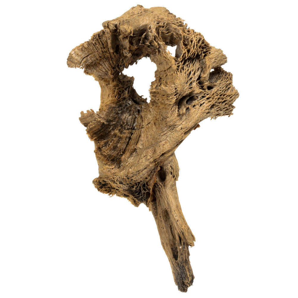 Vickerman 4 -18" Assorted Cholla Odds & Ends bulk case. Dried