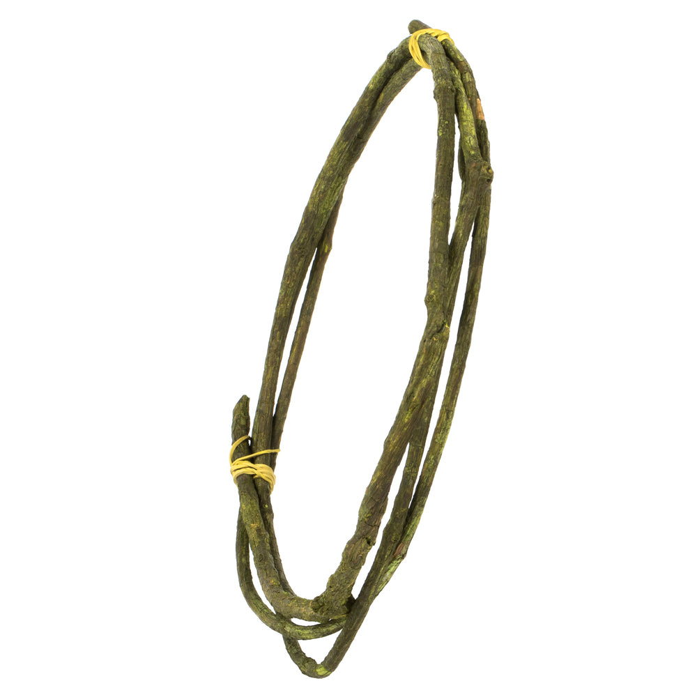 Vickerman 95-100" Basil Tranca Vine Coil 1 coil Dried