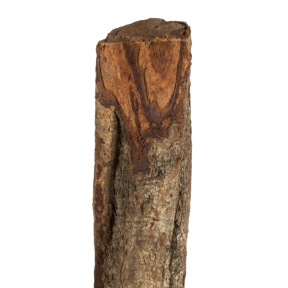 Vickerman 38-45" Natural Twisted Vine. Includes 2 Vines per Pack Dried