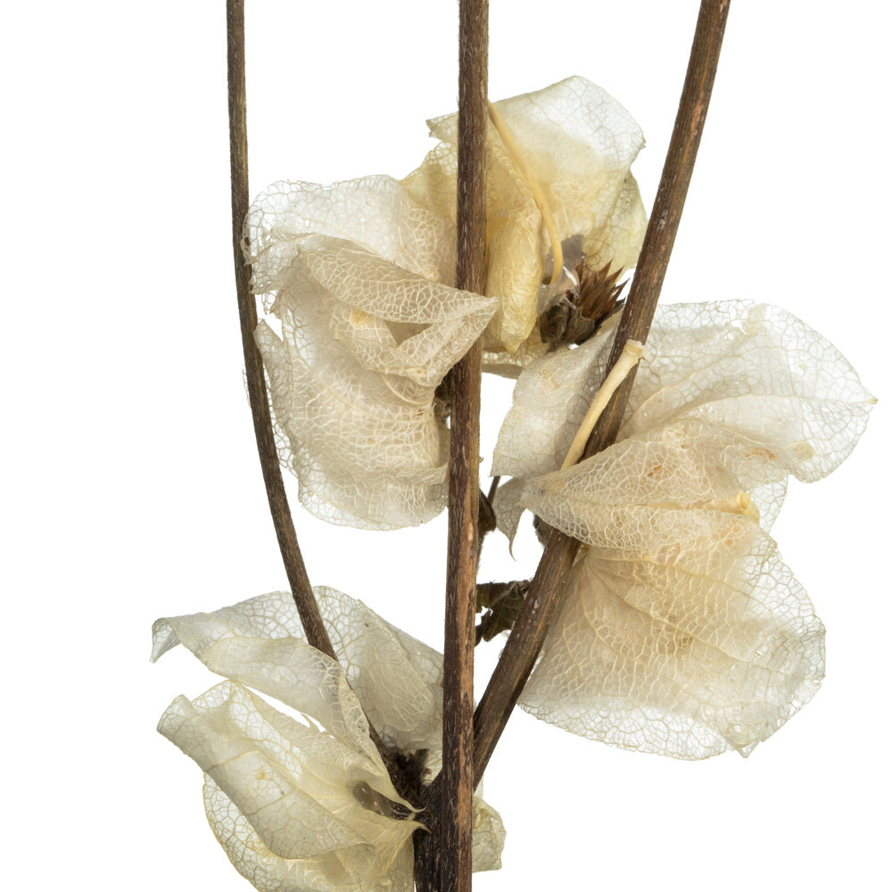 Vickerman 20-24" Natural Bleached Cara Blossom Spray. Includes 60 flower buds. Dried.