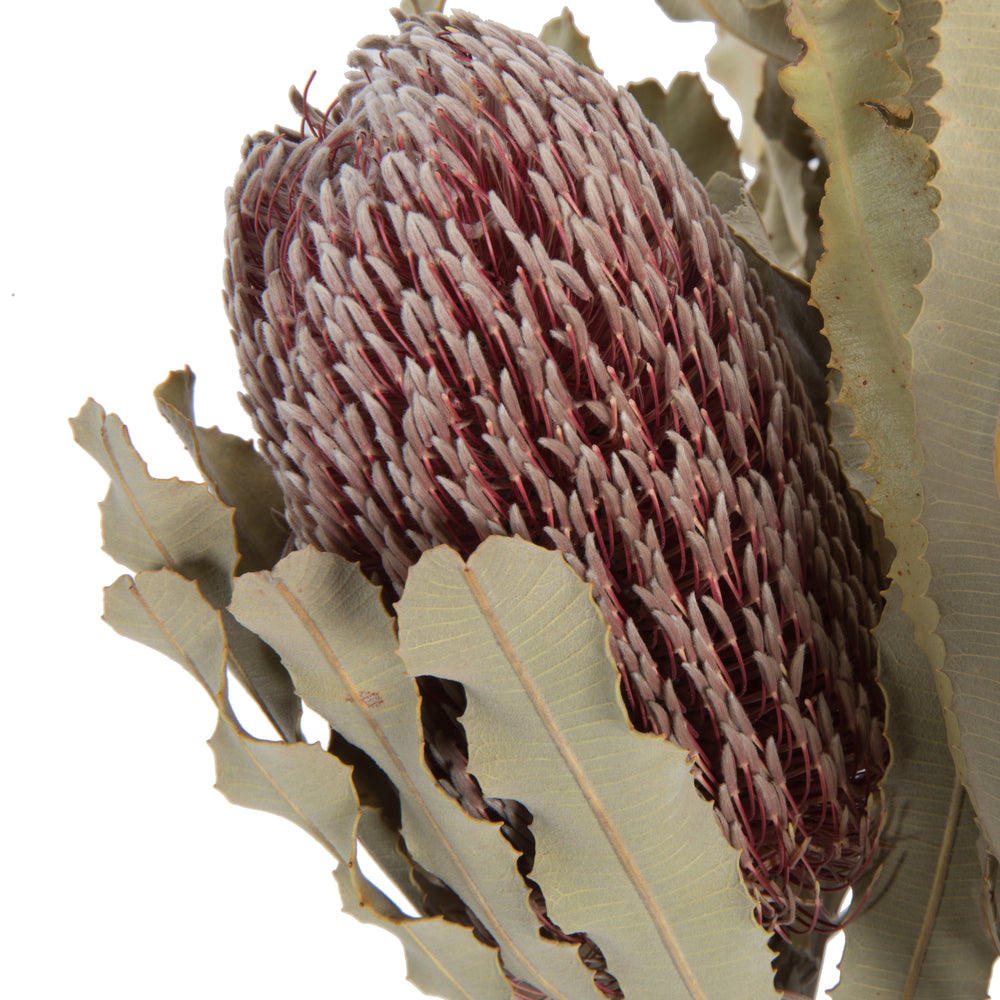 Vickerman 12" Natural Pink Banksia Menzi Flower with Stem. Includes 3 Stems per Pack Dried