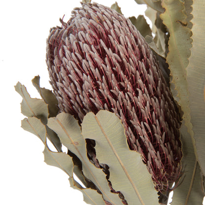 Vickerman 12" Natural Pink Banksia Menzi Flower with Stem. Includes 3 Stems per Pack Dried