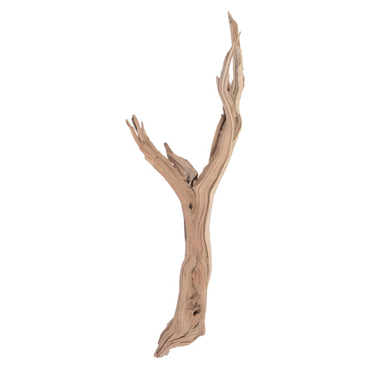 Vickerman Ghostwood Manzanita Sand Blasted 24" Dried