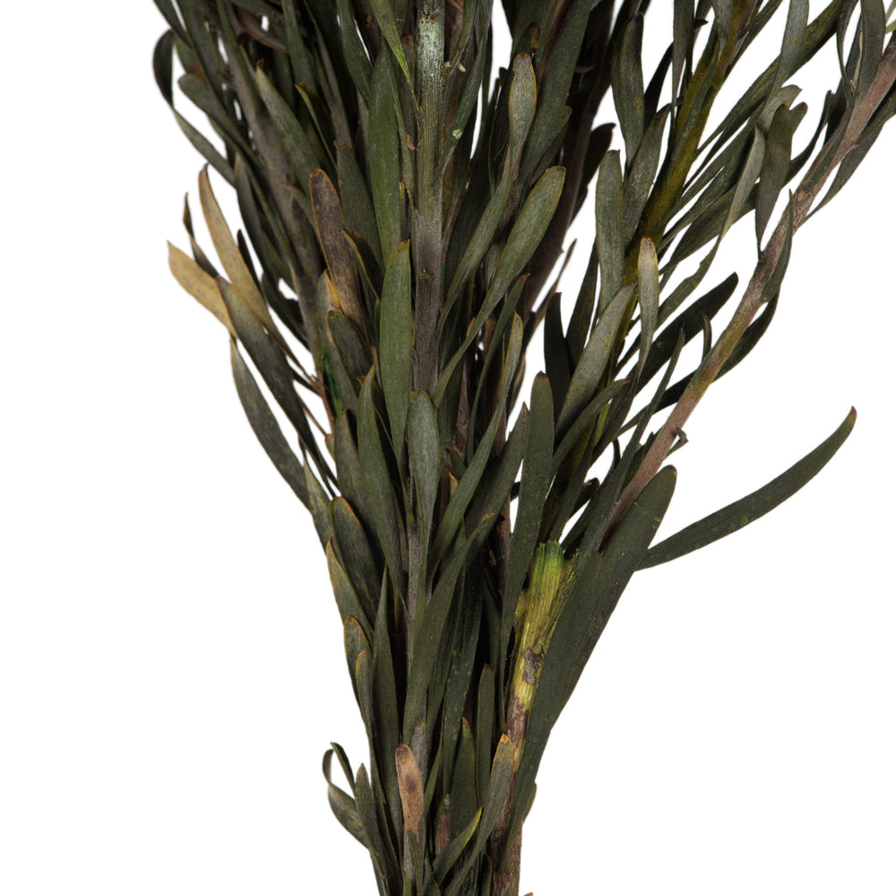 Vickerman 8-20" Natural Plumosum Female 8 flower heads per bundle Preserved