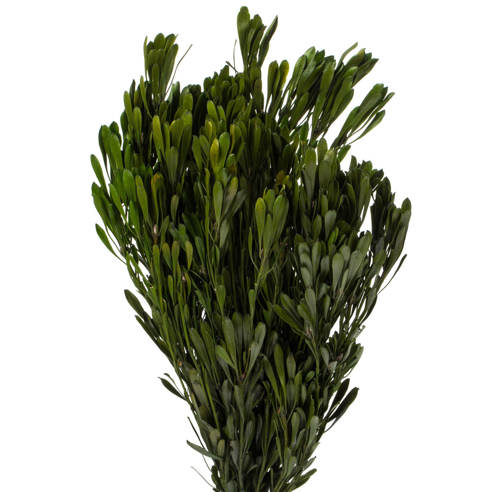 Vickerman 18-24" Spring Green Platys Foliage Comes in a 5 oz Bundle Preserved