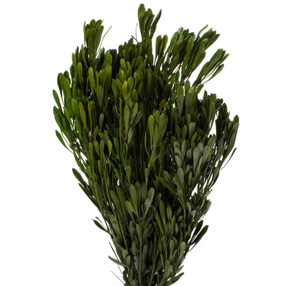 Vickerman 18-24" Spring Green Platys Foliage Comes in a 5 oz Bundle Preserved