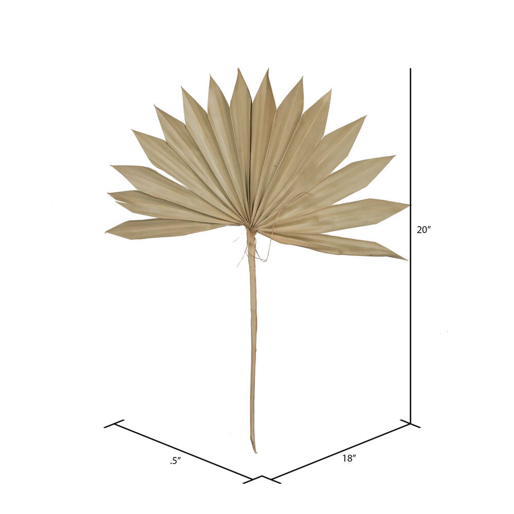 Vickerman Natural Botanicals 30" Natural Dried Super Palm Sun Spear- 12 stem/polybag. Preserved.