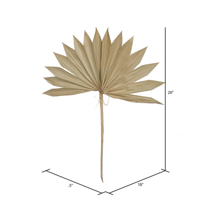 Vickerman Natural Botanicals 30" Natural Dried Super Palm Sun Spear- 12 stem/polybag. Preserved.