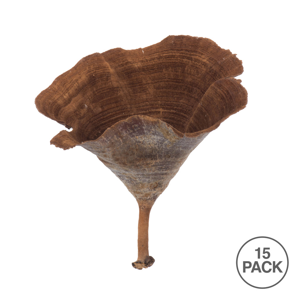 Vickerman 2-6" diameter Natural Calice 15 pieces per bag Dried