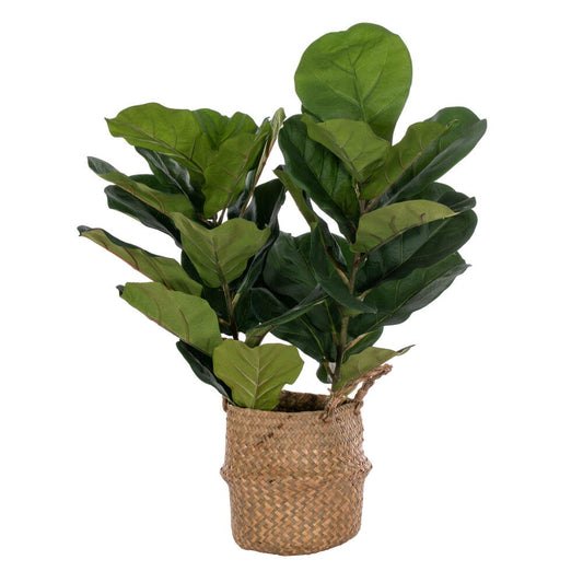 Vickerman 31" Two Stem Green Fiddle Leaf in Woven Basket. The pot measures 7" x 7" x 7.5".