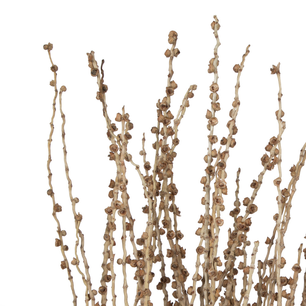 Vickerman 36-38" Natural Deglet Nour Branch Bundle
