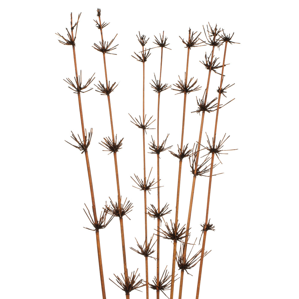 Vickerman 36-40" Brown Star Bamboo Reed 7 stems Dried