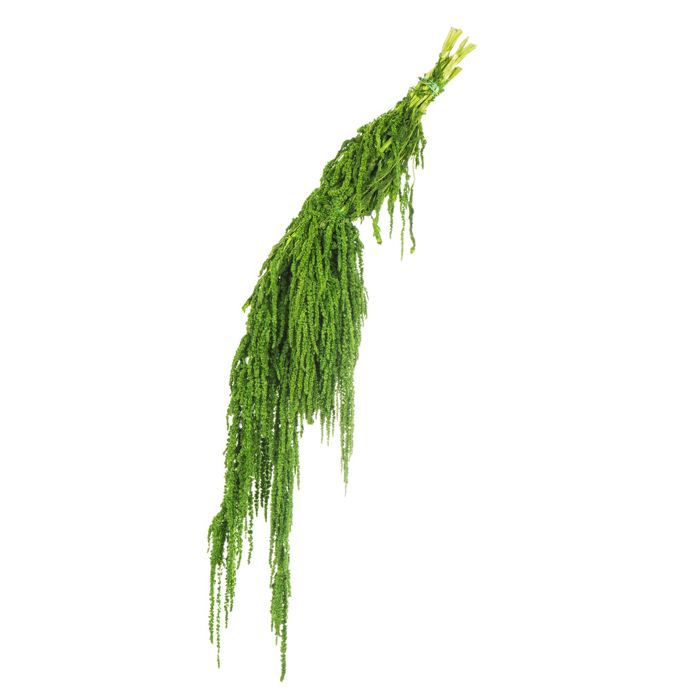 Vickerman 30" Spring Green Amaranthus Bundle Preserved