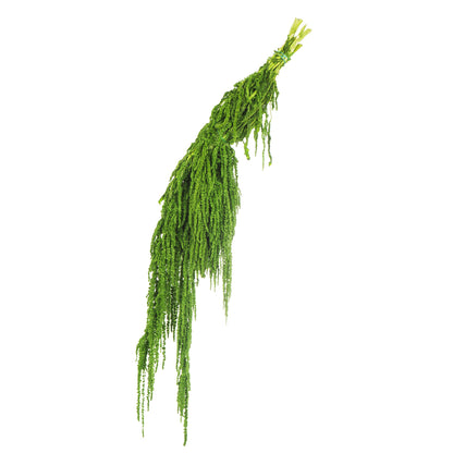 Vickerman 30" Spring Green Amaranthus Bundle Preserved