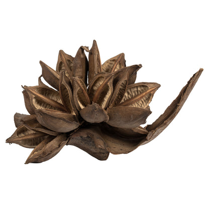 Vickerman 6" Natural Star Pod 1 piece Dried