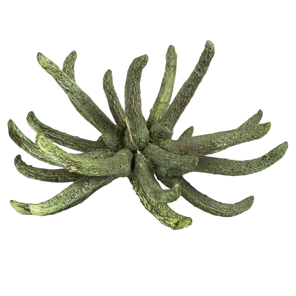 Vickerman 3-4" Frosted Green Spider Claws Includes 16-20 pieces per tray Dried