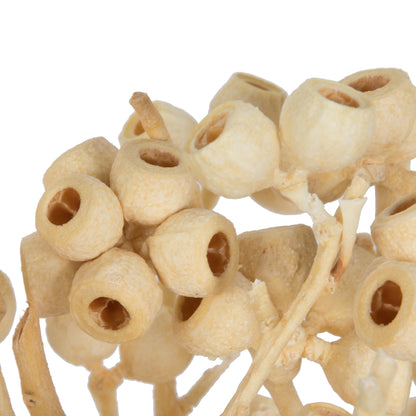 Vickerman Natural Botanicals 14" x 1-3" Bleached Ambernut Branch