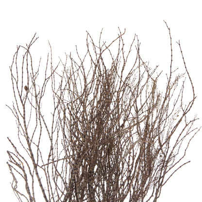 Vickerman 36" Tigerwood bundle 25 stems per Bundle  Dried
