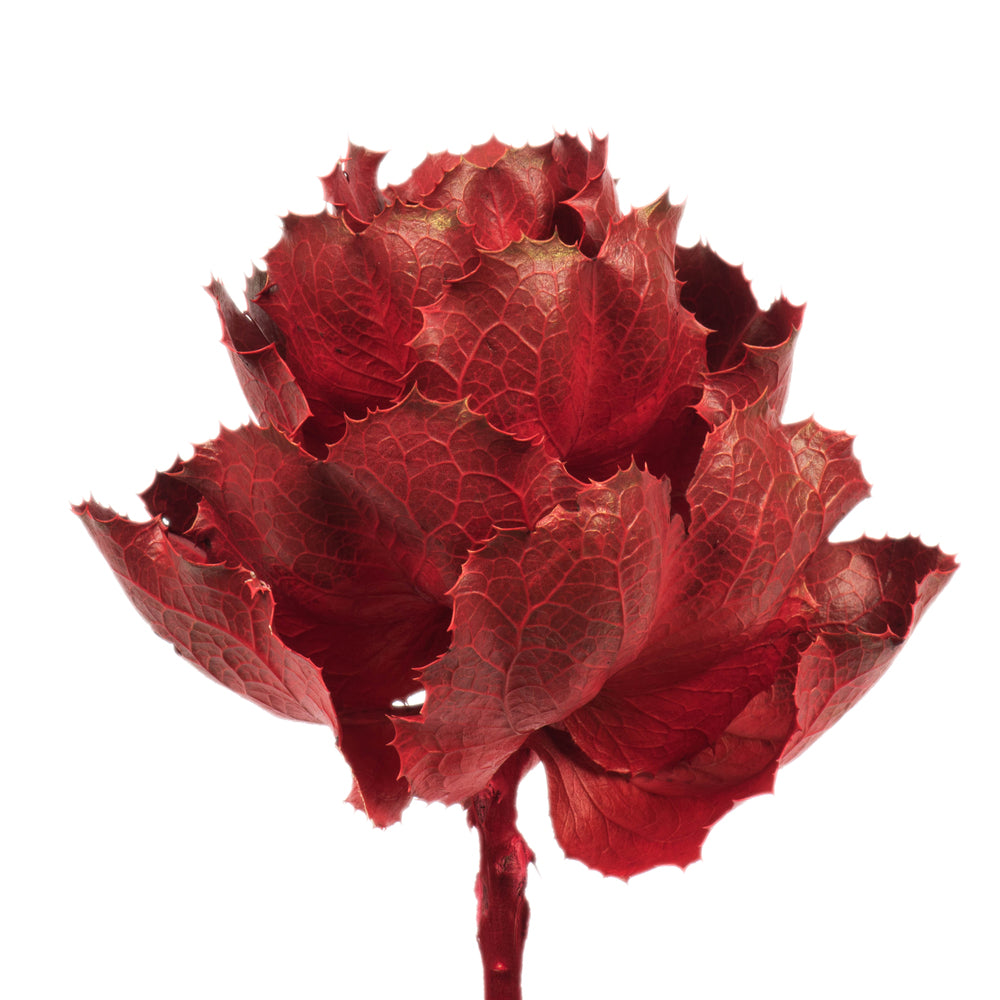 Vickerman 8" Dried Red Queen Flower