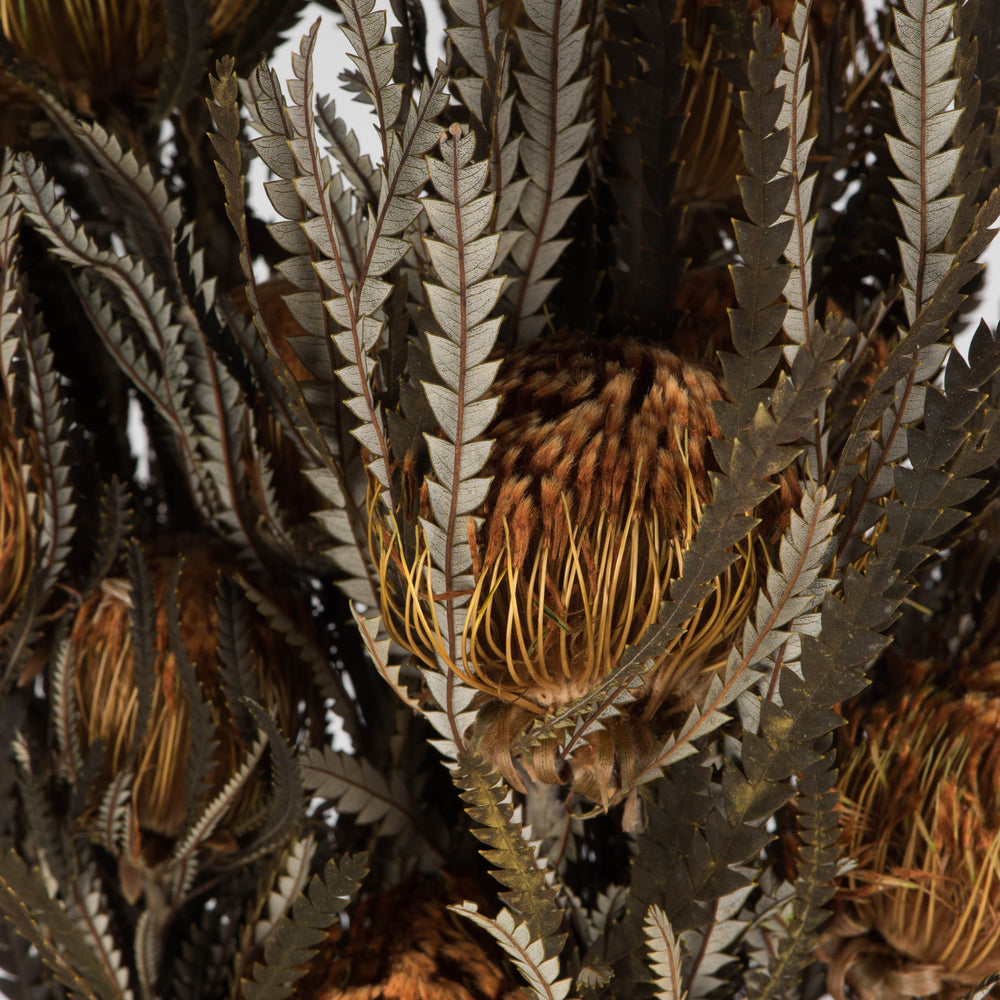 Vickerman 12" Autumn Banksia Foliage & Flowers-Preserved 4 oz Bundle