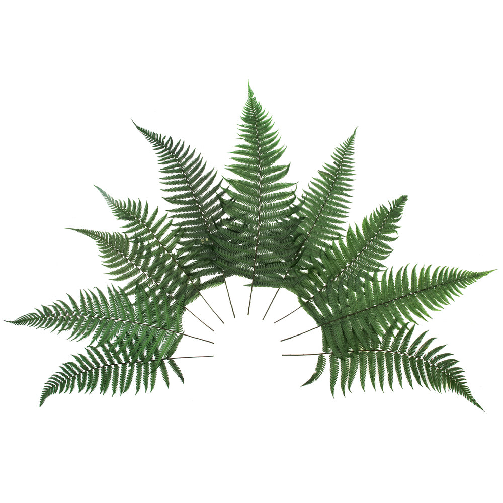 Vickerman 16-18" Fern Green Fern- Parchment 10 stems Preserved