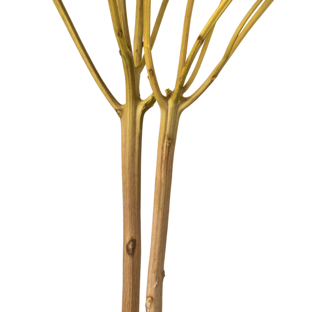 Vickerman 15" Yellow Hydrangea with Multiple Branch Segments. Preserved