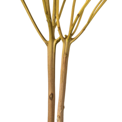 Vickerman 15" Yellow Hydrangea with Multiple Branch Segments. Preserved