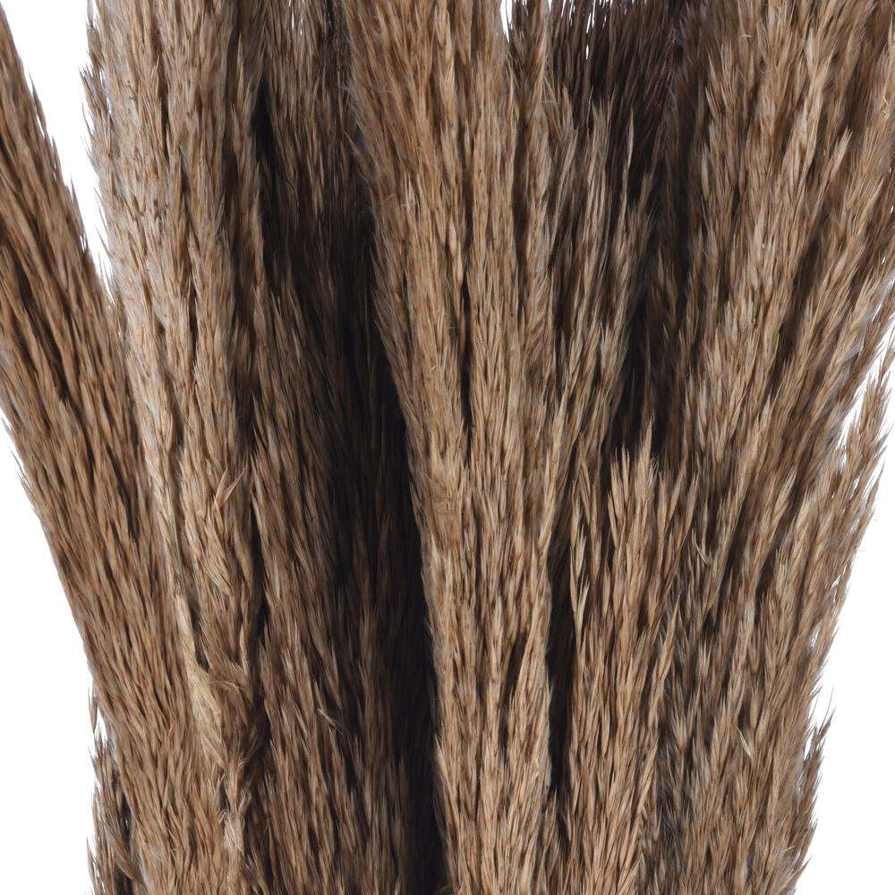 Vickerman Natural Botanicals 39 - 47" Natural Dried Pampas 24 per bag.