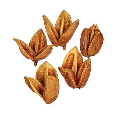 Vickerman 3-4" Aspen Gold Sora Pods Bulk Case 25 per Case Dried