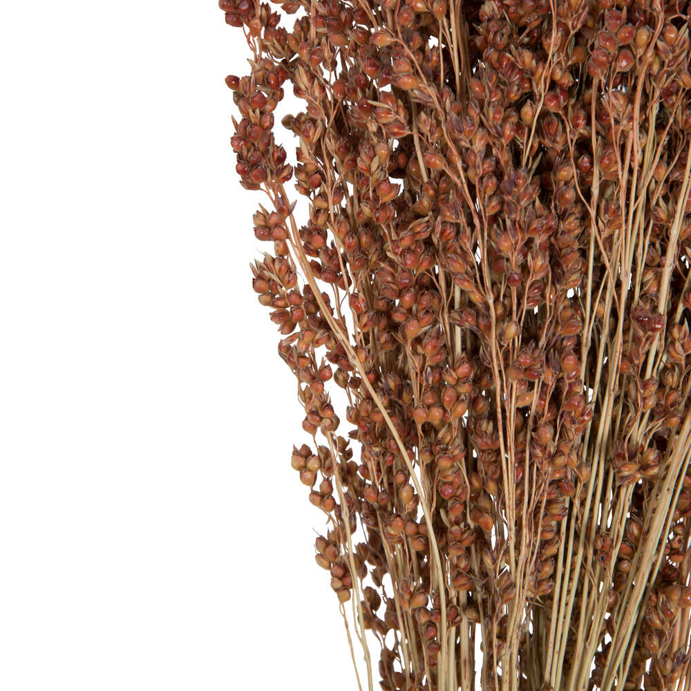 Vickerman Natural Botanicals 21-23" Natural Brown Dried Broom Corn 6 oz. Bunch