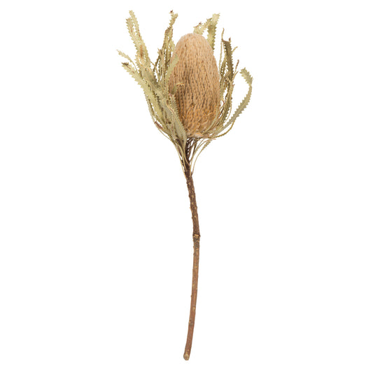 Vickerman 12" Jumbo Natural Banksia Flower with Stem. Includes 3 Stems per Pack. Dried