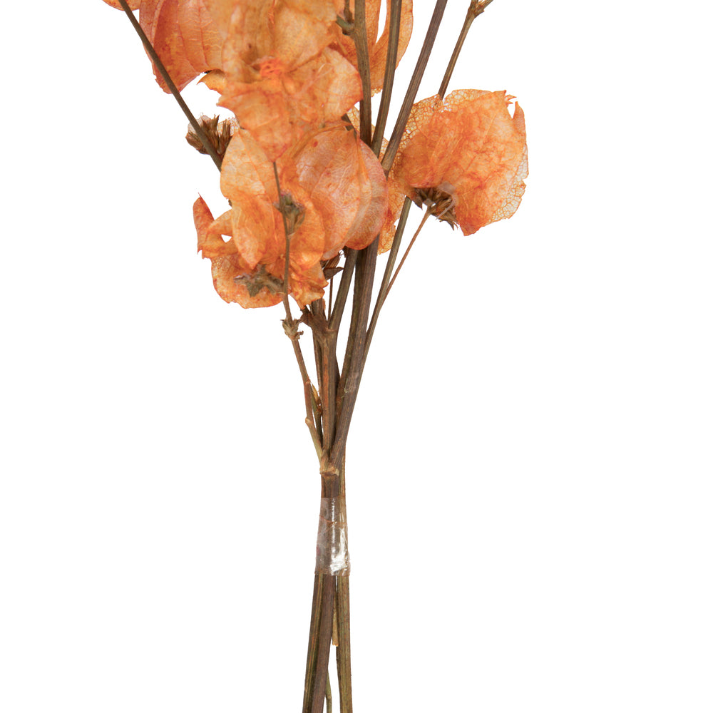 Vickerman 13.5-17" Orange Dried Cara Blossom Bundle Preserved.