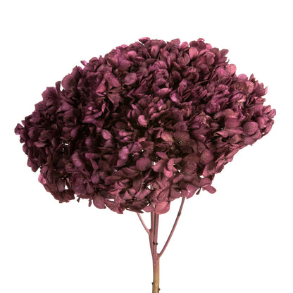 Vickerman 15" Purple Orchid Hydrangea with Multiple Branch Segments. Preserved